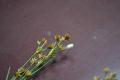 Cladium mariscoides