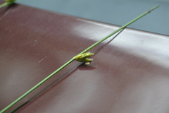 Schoenoplectus torreyi