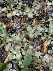 Fittonia albivenis