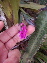 Isochilus carnosiflorus