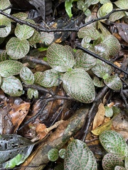 Fittonia albivenis
