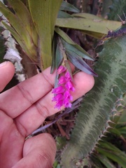 Isochilus carnosiflorus