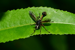 Physocephala rufipes