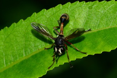 Physocephala rufipes