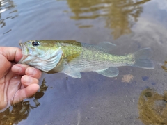 Micropterus tallapoosae