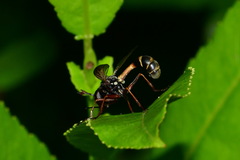 Physocephala rufipes