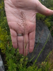 Dichanthelium spretum