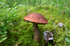 Leccinum