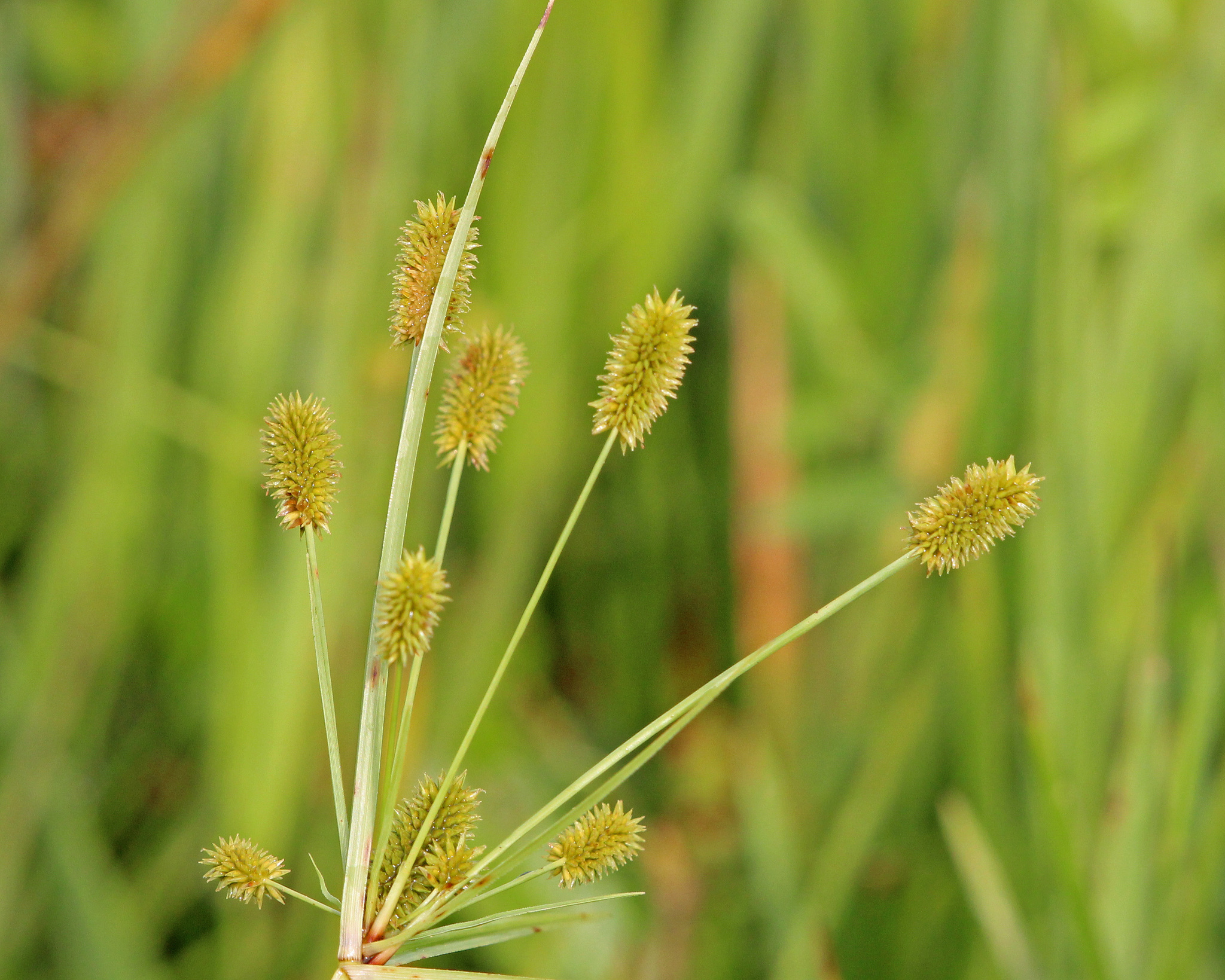 Cyperus ovatus