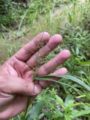 Dichanthelium polyanthes