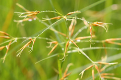 Rhynchospora inundata