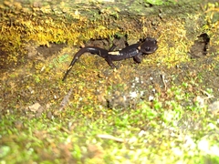 Plethodon metcalfi