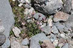 Erigeron uniflorus