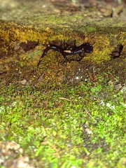 Plethodon metcalfi