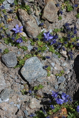 Campanula cenisia