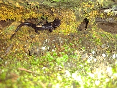 Plethodon metcalfi