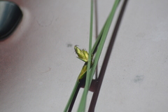 Schoenoplectus torreyi