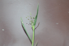 Dichanthelium spretum