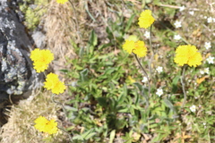 Pilosella cymosa