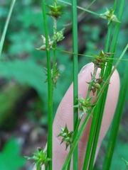 Carex ruthii