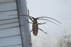 Batocera davidis
