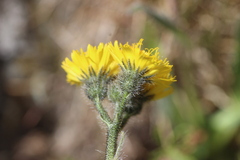 Pilosella cymosa
