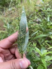 Dichanthelium polyanthes