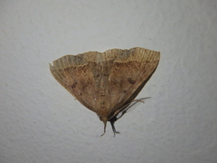 Pechipogo plumigeralis