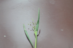 Dichanthelium spretum