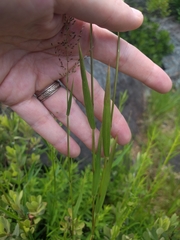 Dichanthelium spretum