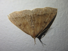 Pechipogo plumigeralis