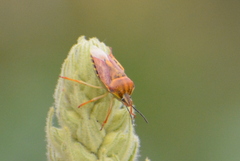 Carpocoris pudicus
