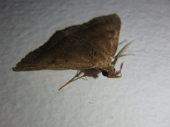 Pechipogo plumigeralis