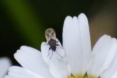 Metopoplax