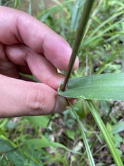 Dichanthelium polyanthes