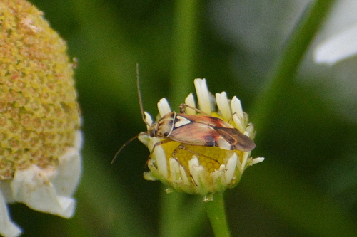 bzdôška červenkastá (Lygus pratensis)