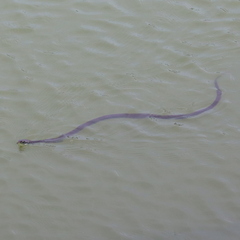 Thamnophis eques obscurus