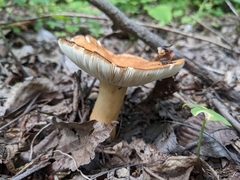 Russula ballouii