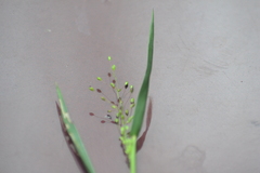 Dichanthelium spretum