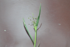Dichanthelium spretum