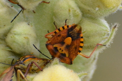 Carpocoris pudicus