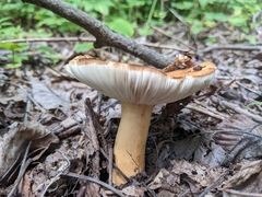 Russula ballouii