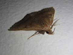 Pechipogo plumigeralis
