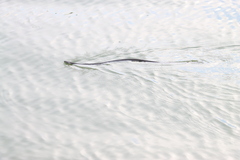 Thamnophis eques obscurus