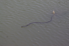 Thamnophis eques obscurus