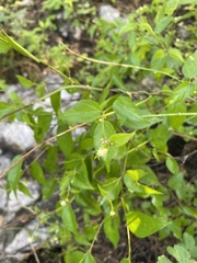 Croton ciliatoglandulifer