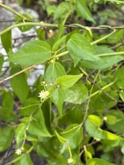 Croton ciliatoglandulifer