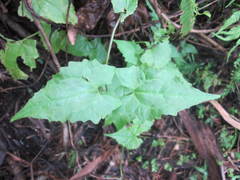Mikania cordata