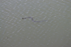 Thamnophis eques obscurus