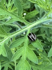 Zygogramma suturalis